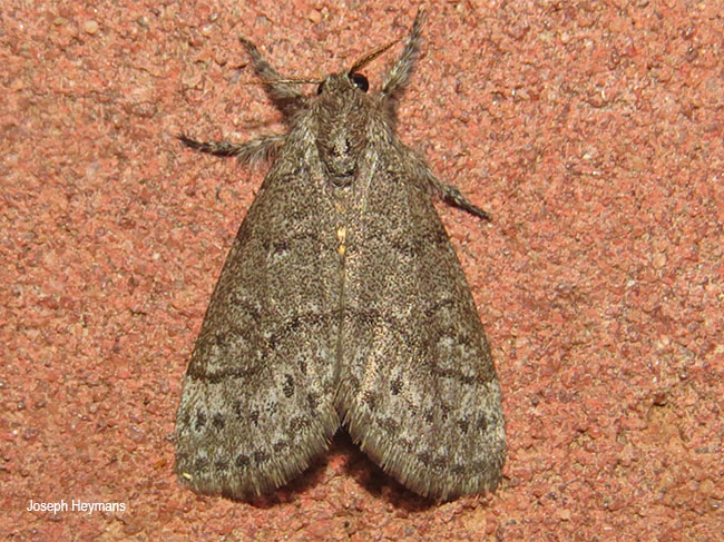 Lymantriades xanthosoma